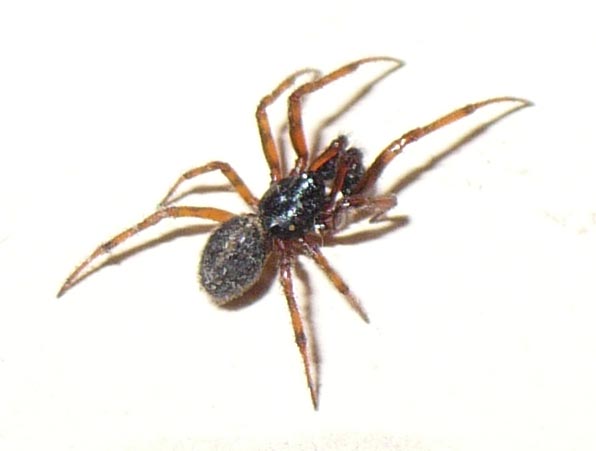 Steatoda bipunctata - Fenestrelle (TO)